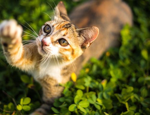 Feline panleukopenia has been detected in the Capital area of New York