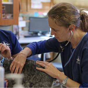 Emily Dowd, BVetMed